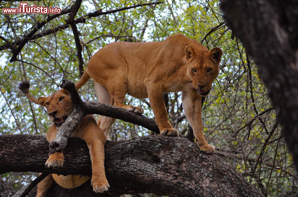 Immagine Due leonesse su un albero nel parco nazionale del lago Manyara, Tanzania.