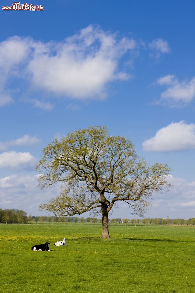 Immagine Due mucche a riposo in un grande prato nella regione di Overijssel, Olanda.
