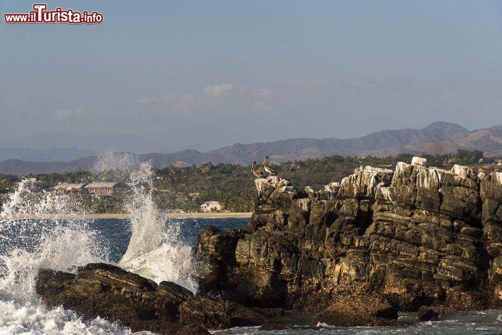 Immagine Due pellicani sulla costa rocciosa di Puerto Escondido, Messico - © Leonardo Emiliozzi Ph / Shutterstock.com