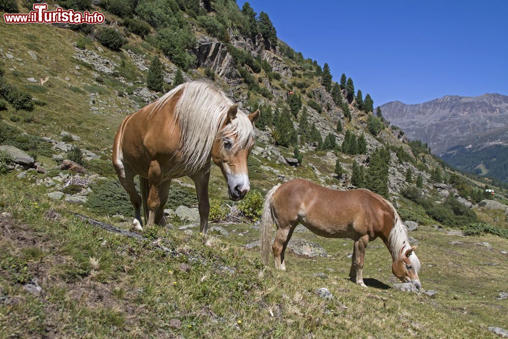 Immagine Due splendidi esemplari di cavalli Haflinger in un pascolo montano a Obergurgl, Austria.