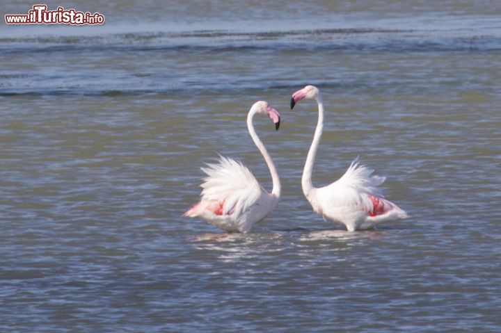 Immagine Due splendidi esemplari di fenicotteri nei pressi del Canal du Rhone, Camargue, Francia. Dagli inizi degli anni'70, la più grande colonia di fenicotteri rosa del Mediterraneo Occidentale si riproduce su un'isola in Camargue.