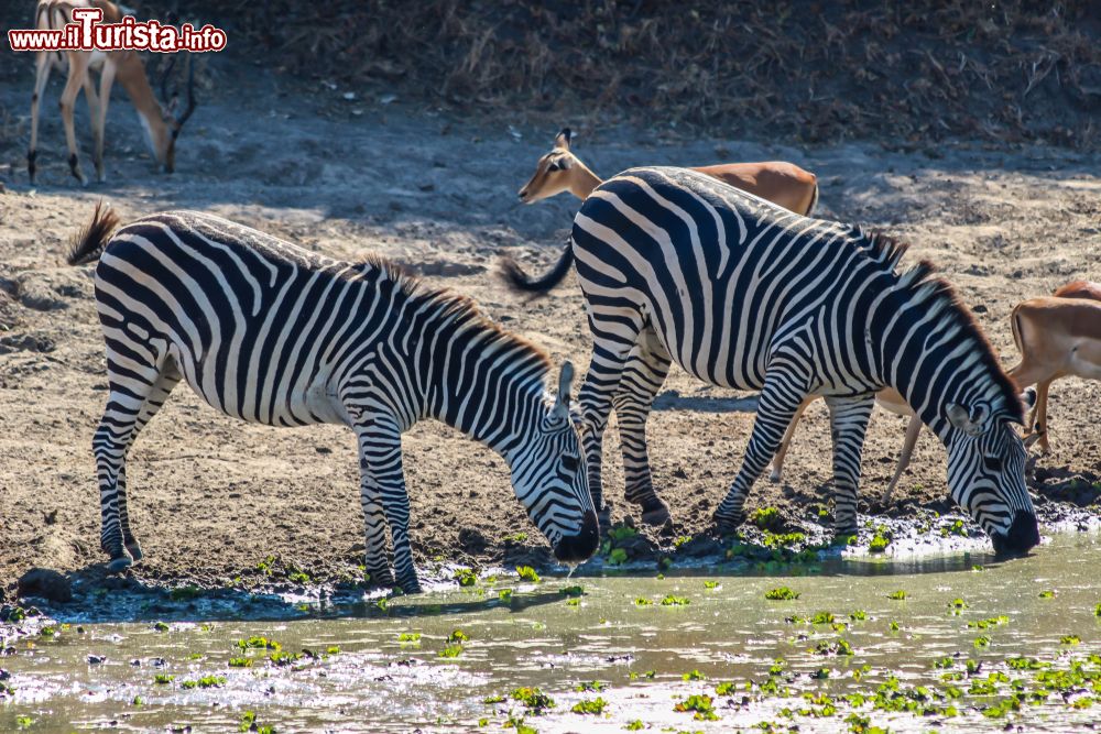 Immagine Due zebre al South Lilongwe National Park, Malawi, si abbeverano in una pozza.