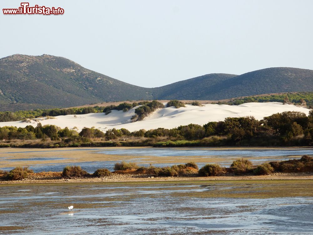 Immagine Duna bianca di sabbia nei pressi di Porto Pino in Sardegna