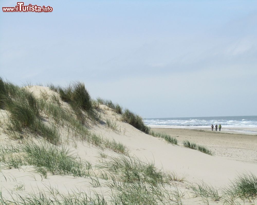 Immagine Dune di sabbia con erba lungo la costa nei pressi della città di Blankenberge, Belgio.