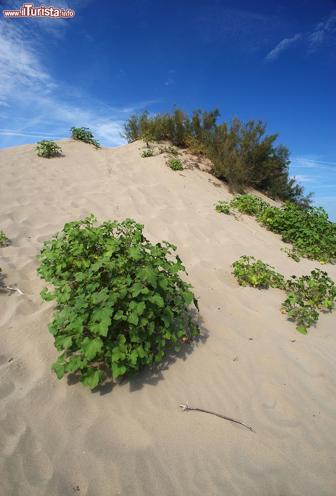 Immagine Dune di sabbia su una spiaggia di Porto Caleri a Rosolina, provincia di Rovigo. Siamo nel Parco Regionale Veneto del Delta del Po.