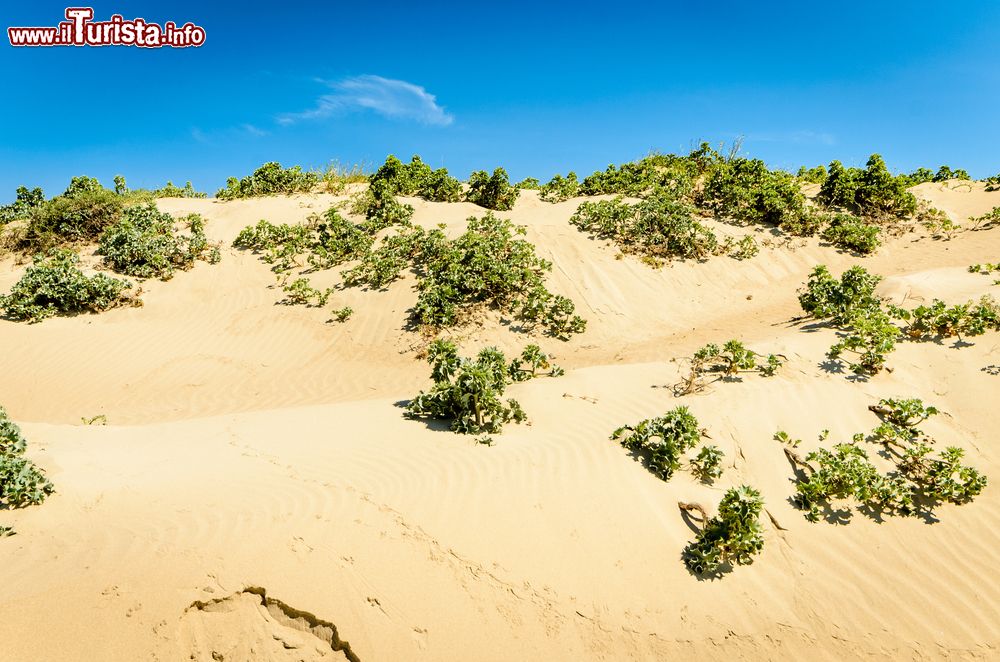 Immagine Dune di sabbia sulla costa del Lido di Manfria in Sicilia, dintorni di Gela