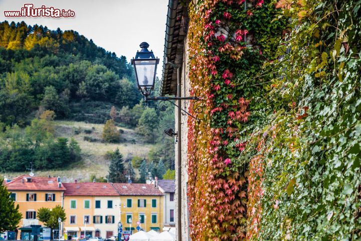 Immagine Edera di Boston con foliage autunnale sul Palazzo dei Capitani a Palazzuolo sul Senio, Toscana - © GoneWithTheWind / Shutterstock.com