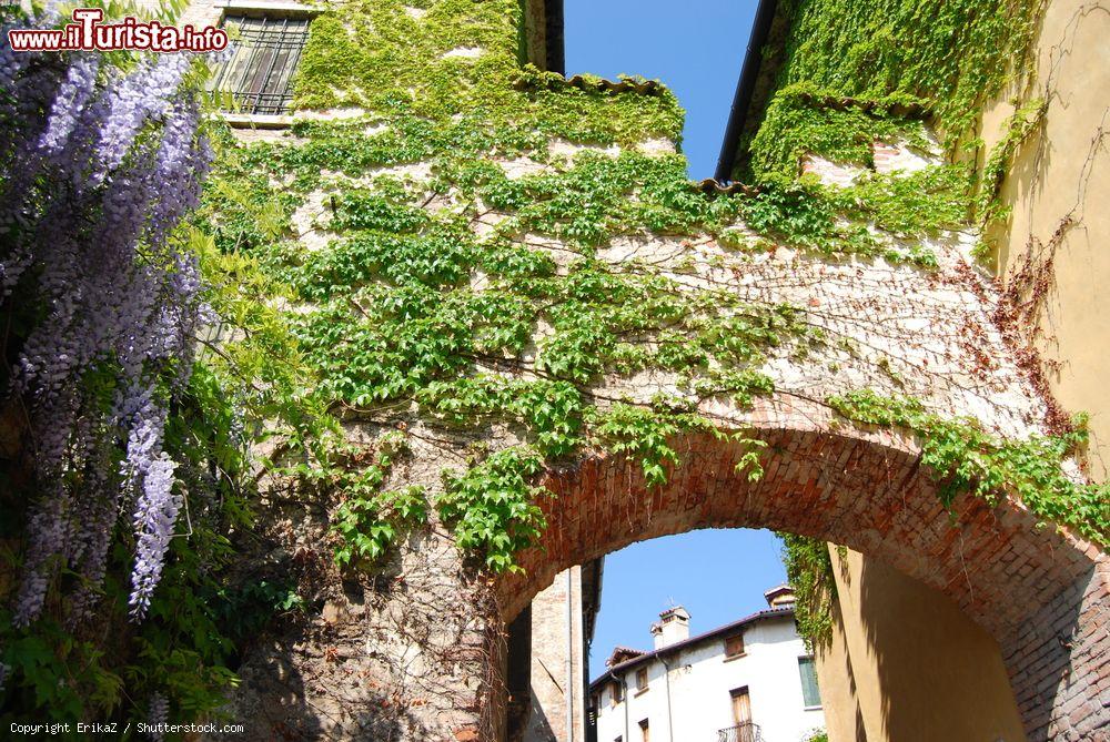Immagine Edera e glicine su un muro delle città medievale di Asolo, Veneto. Fa parte dei borghi più belli d'Italia - © ErikaZ / Shutterstock.com