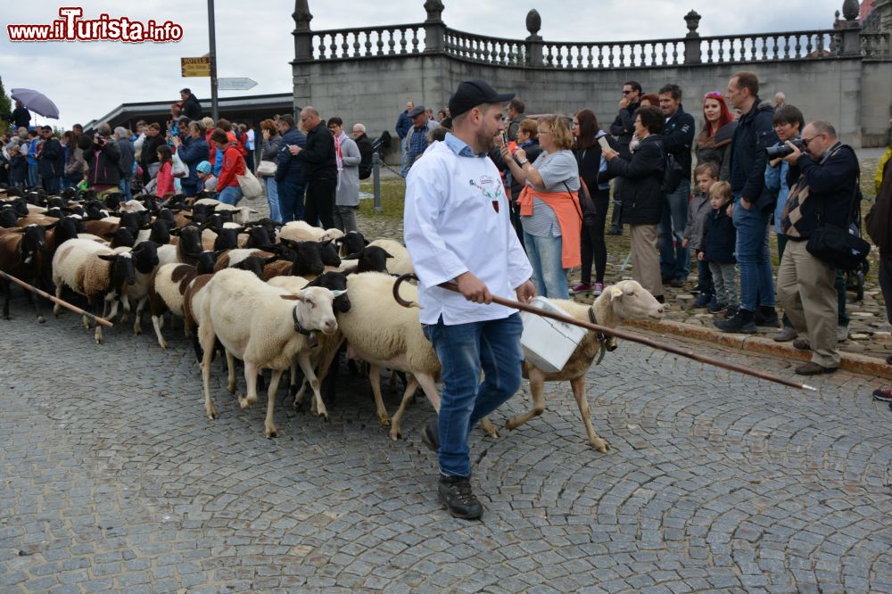 Immagine Einsiedeln: un momento della Festa della Transumanza (Svizzera). Protagoniste sono mucche, capre e pecore decorate con drappi e fiori.