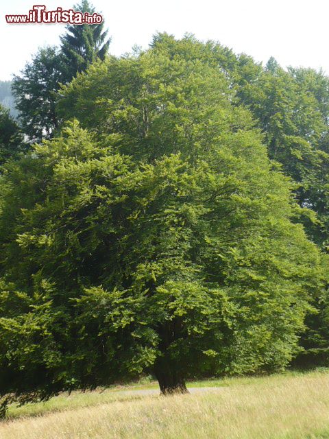 Immagine El fagheron uno storico albero di Imer in Trentino Alto Adige - © Tn4196 - CC BY-SA 3.0, Wikipedia