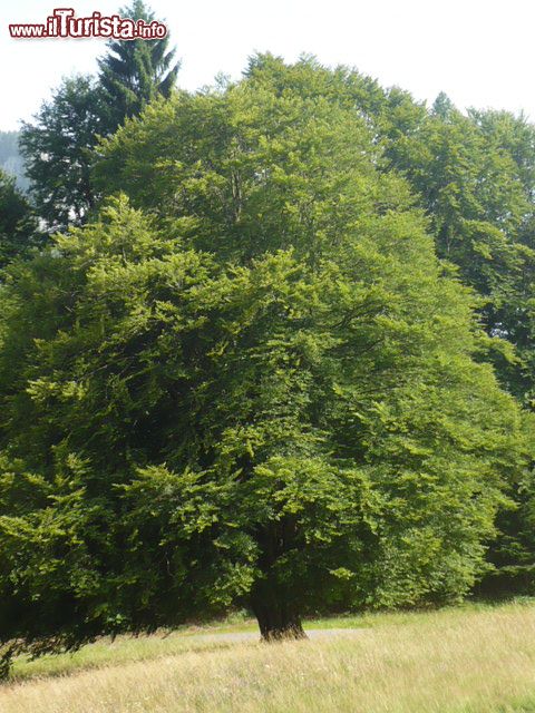 Immagine El fagheron uno storico albero di Imer in Trentino Alto Adige - © Tn4196 - CC BY-SA 3.0, Wikipedia