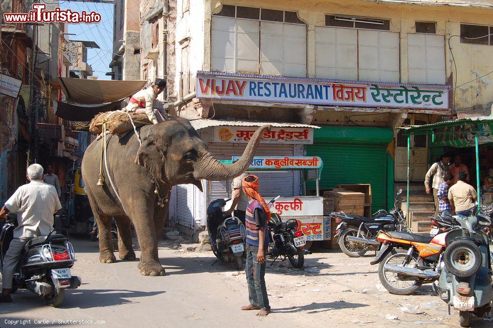 Immagine Un elefante con un uomo sul dorso passeggia per le strade di Udaipur, Rajasthan, India - © CarGe / Shutterstock.com