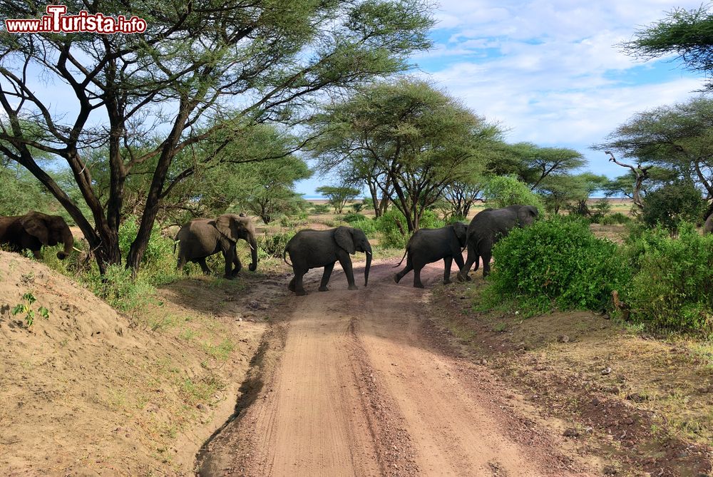 Immagine Elefanti africani attraversano una strada sterrata al parco Manyara, Tanzania. L'attrattiva principale della riserva sono proprio questi giganteschi mammiferi.