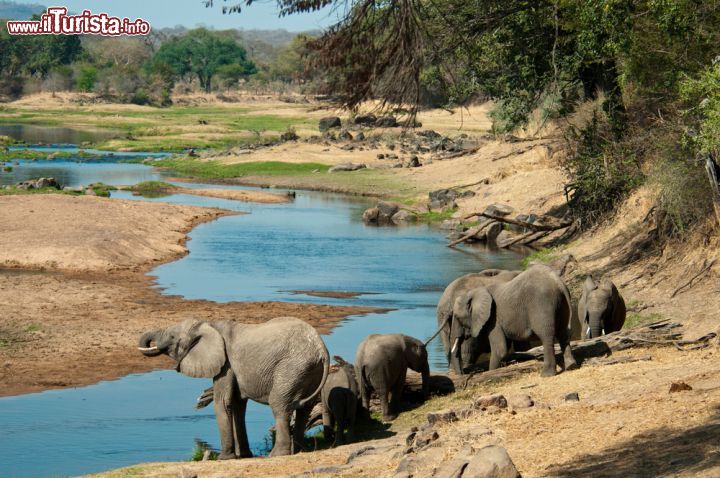 Immagine Un gruppo di elefanti al parco Ruaha. Questi longevi mammiferi proboscidati (ne fanno parte l'elefante indiano o asiatico, quello africano e l'africano delle foreste) vivono normalmente fra i 50 e i 70 anni ma si ha notizie di un esemplare che ha raggiunto gli 82 anni. Dotati di grande mole, occhi piuttosto piccoli e enormi orecchie, sono erbivori e si nutrono prevalentemente delle foglie degli alberi. Dotati di una proverbiale memoria, alcuni elefanti addomesticati hanno dimostrato di riconoscere le persone anche a distanza di molti anni - © Andrew Molinaro / Shutterstock.com