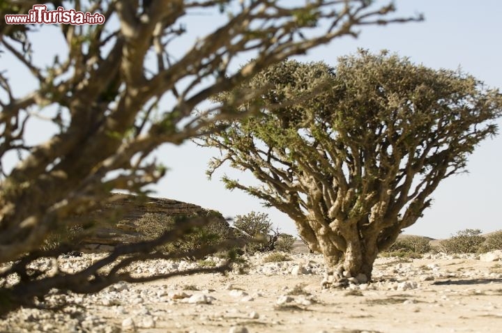 Immagine Le piante dell'incenso abbondano in Oman, nelle zone al confine con lo Yemen dove si trova la cosiddetta strada dell'incenso - Copyright Ufficio del Turismo del Sultanato dell'Oman