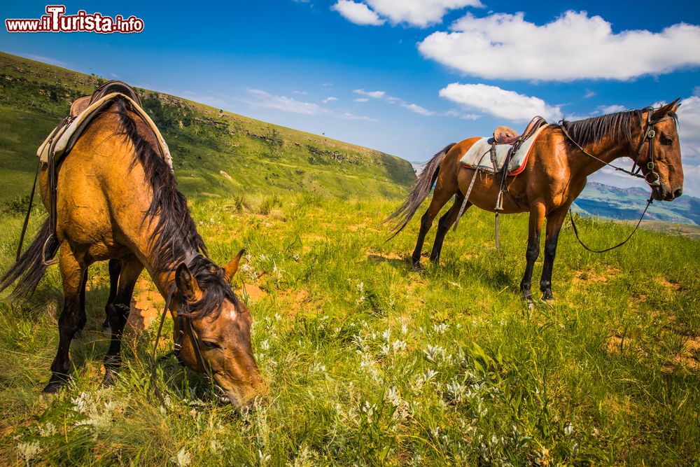 Immagine Escursione a cavallo nel Drakensberg National Park , provincia di Kwazulu Natal, Sudafrica
