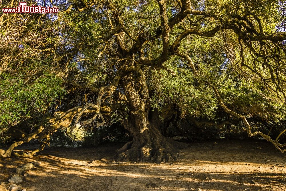 Immagine Escursione classica da Calangianus in Sardegna: gli olivastri millenari del Lago del Liscia