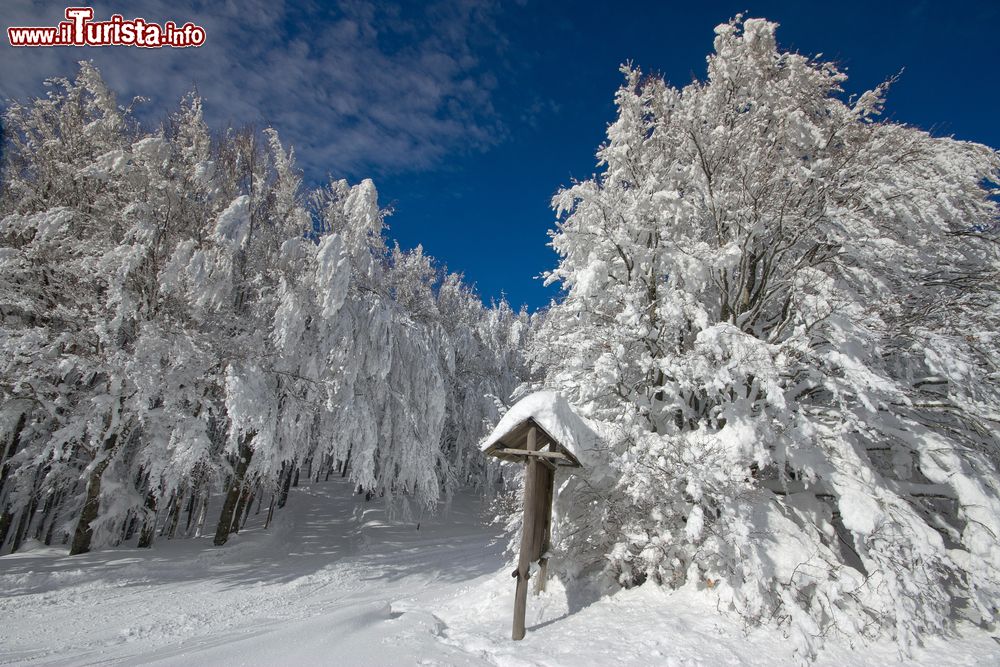 Le foto di cosa vedere e visitare a Campigna