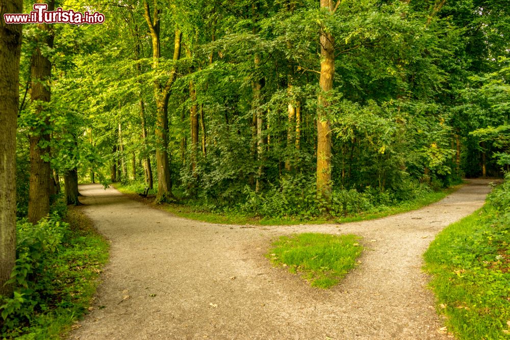 Immagine Escursione in bici nella foresta Haagse Bos ad est de L'Aja (Olanda).
