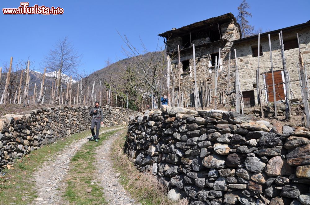 Immagine Escursione tra i vigneti  e gli antichi terrazzamenti di Chiuro in Valtellina