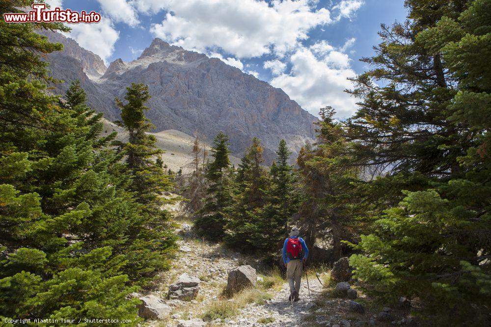 Immagine Escursionista su un sentiero fra i pini nei pressi di Nigde, Turchia - © Alaattin Timur / Shutterstock.com