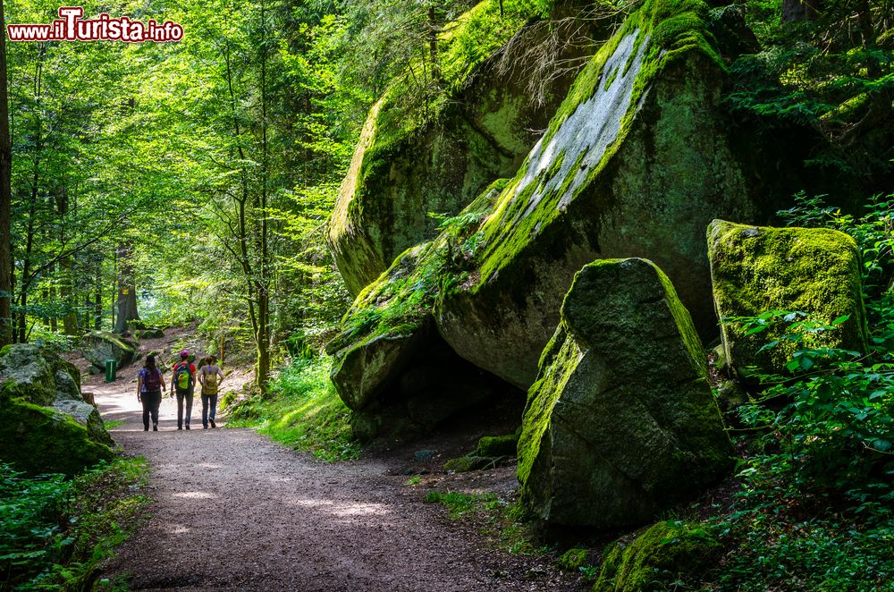Immagine Escursionisti nella foresta di Schwarzwald nei pressi di Triberg, Baden Wurtemberg, Germania.