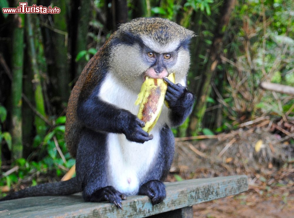 Immagine Un esemplare di cercopiteco mona mangia una banana nella Grand Etang National Forest a Grenada, Caraibi. Questa antica scimmia vive nell'Africa occidentale fra il Ghana e il Camerun ma anche sull'isola di Grenada dove venne portata nel corso del XVIII° secolo a bordo di navi di schiavi dirette proprio verso il Nuovo Mondo.