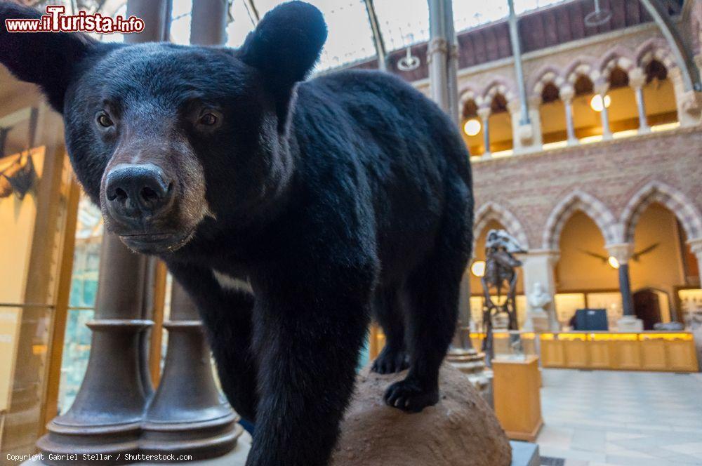 Immagine Un esemplare di orso esposto al Museo di Storia Naturale di Oxford, Inghilterra (UK) - © Gabriel Stellar / Shutterstock.com