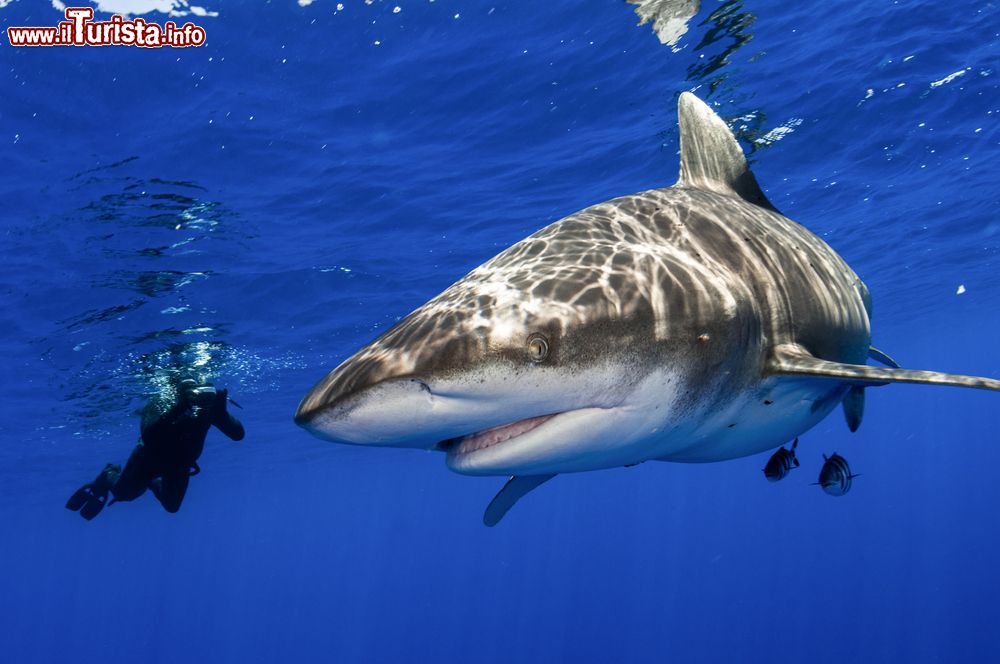 Immagine Un uomo fotografa un esemplare di squalo pinna bianca oceanico (noto anche come whitetip shark) nell'oceano al largo di Cat Island, Bahamas. 