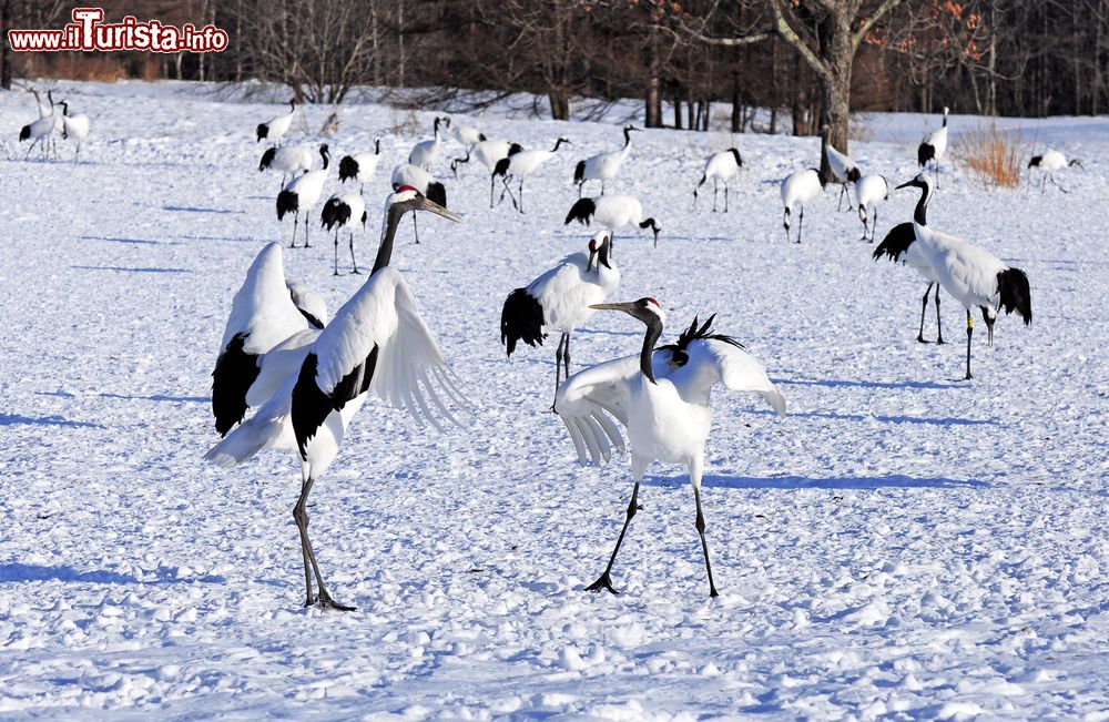 Immagine Esemplari di gru coronata rossa (Grus japonensis) allo Shitsugen National Park di Kushiro, Giappone.