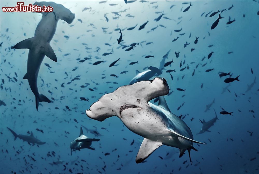 Immagine Esemplari di squalo martello a Cocos Island, Costa Rica. Questi abili predatori sfruttano la forma strana della loro testa per individuare meglio le prede.