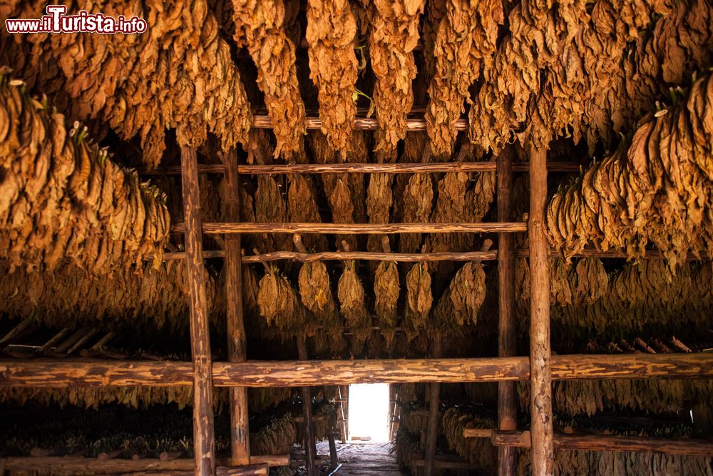 Immagine L'interno di una casa de tabaco, dove viene fatto essiccare il tabacco prodotto nei campi che circondano la cittadina di Viñales (Cuba).