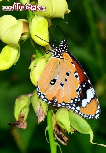 Immagine Una farfalla poggiata sulla rigogliosa flora dell'isola di Inguraidhoo, Atollo di Raa, isole Maldive - foto © mohamedmalik / Shutterstock.com