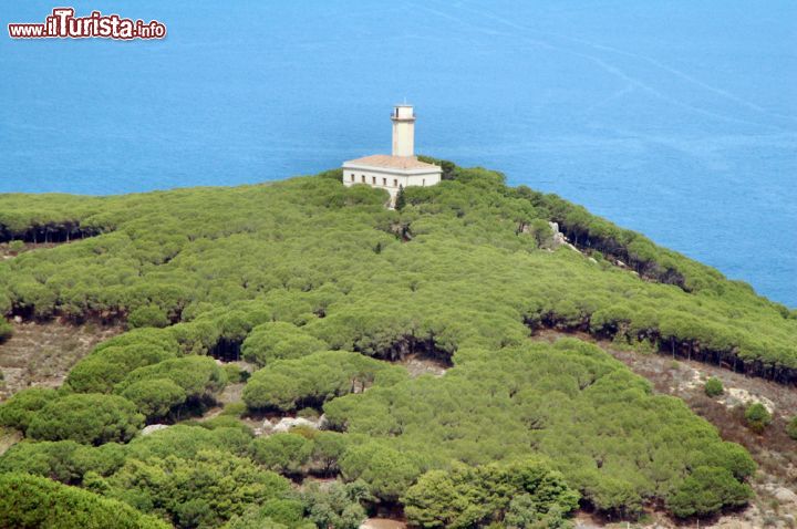 Immagine Un Faro circondato da una pineta domina un promontorio sull'isola del GIglio in Toscana - © maurizio / Shutterstock.com