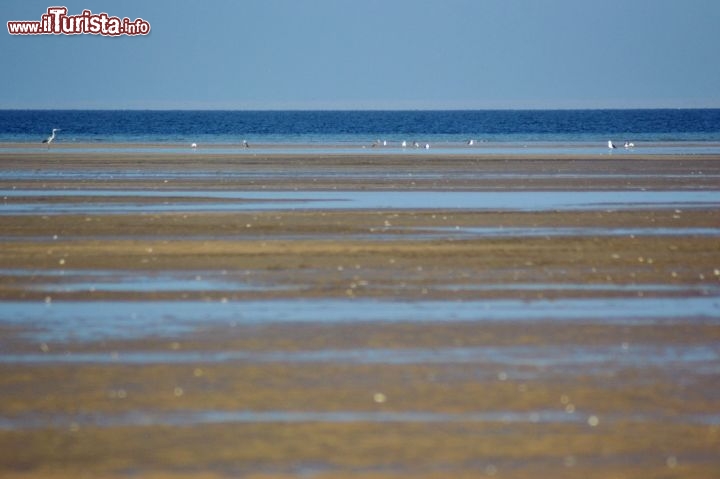 Immagine Fauna nella laguna di Dakhla: la laguna, con le sue acque calme, è l'habitat ideale per numerose specie di uccelli marini, tra cui il fenicottero rosa. Non è raro anche avvistare branchi di delfini.