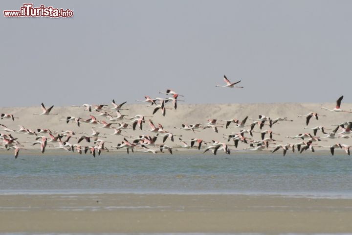 Immagine Fenicotteri, Dakhla: con un po' di fortuna si può scorgere uno stormo di fenicotteri rosa sorvolare le acque della baia, ma non è l'unica specie presente, perché qui vivono molte altre specie di uccelli marini.