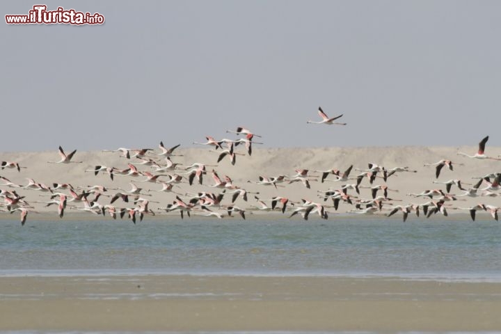 Immagine Fenicotteri, Dakhla: con un po' di fortuna si può scorgere uno stormo di fenicotteri rosa sorvolare le acque della baia, ma non è l'unica specie presente, perché qui vivono molte altre specie di uccelli marini.