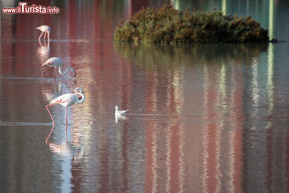 Immagine Fenicotteri in un lago nella città di Calpe, Spagna. Questa località si trova nella parte settentrionale della costa della provincia di Alicante.