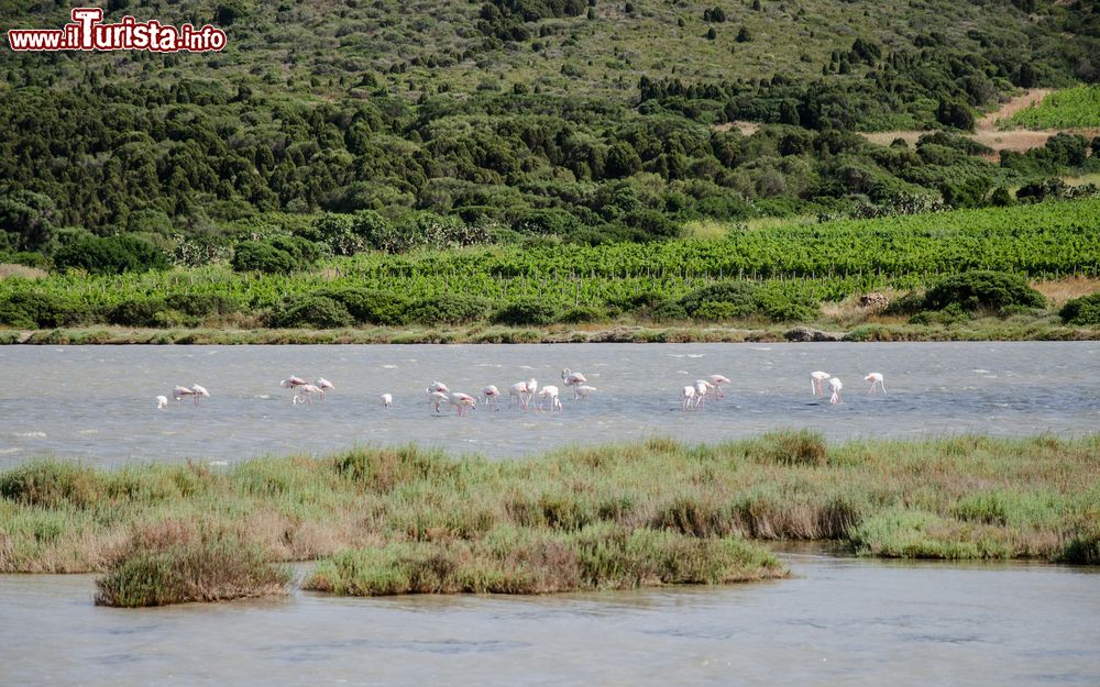 Immagine Fenicotteri nello stagno di Is Solinas a Masainas, Sardegna