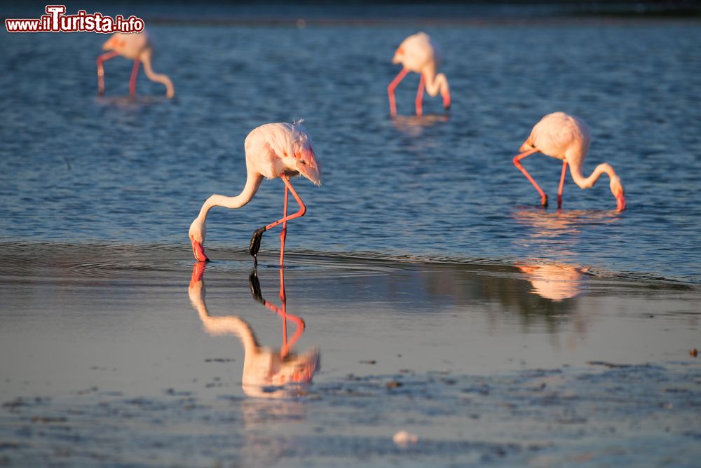 Immagine Fenicotteri nello stagno vicino a Quartu Sant'Elena