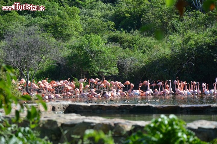 Immagine A Necker Island sono state introdotte diverse specie di animali in via d’estinzione. Una di queste sono i fenicotteri i quali vivono ai Caraibi da diversi anni, soprattutto sull’isola di Anegada. A Necker ci sono due stagni, dove si possono ammirare i fenicotteri durante tutto l’anno. - © Guendalina Buzzanca / thegtraveller.com