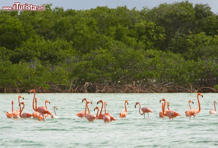 Immagine Anche gli appassionati di birdwatching hanno diversi motivi per scegliere Turks and Caicos come meta della loro vacanza. Sull'isola si possono incontrare grandi stormi di Fenicotteri rosa, specialmente se vi dirigete su North Caicos, tra l'alto una delle più verdi del gruppo perchè riceve un apporto più intenso di precipitazioni monsoniche