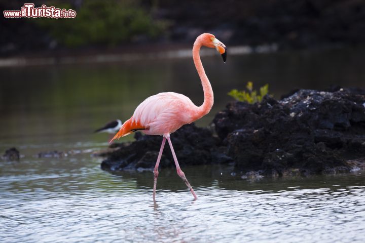 Immagine Se ne accorse lo stesso Charles Darwin: le isole Galapagos sono quanto di più incredibile un appassionato di birdwatching possa sperare di poter ammirare in natura. L'evoluzione che hanno subito le migliaia di specie presenti furono in grado di alimentare la geniale intuizione dello scienziato britannico che le visità durate il suo giro del mondo sulla nave Beagle - © Ecuadorpostales / Shutterstock.com