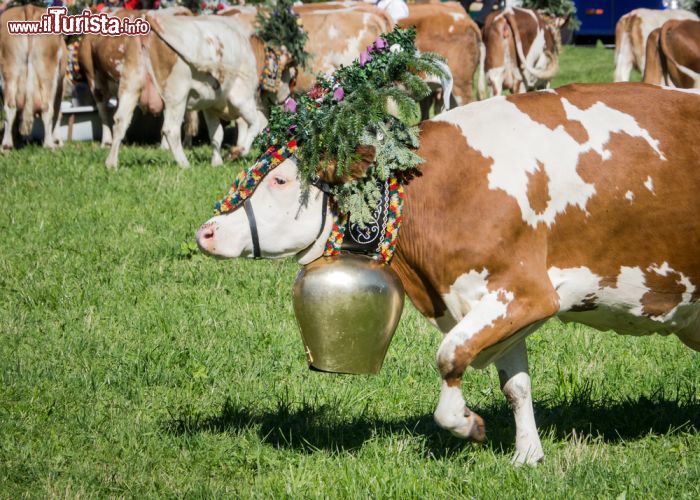 Immagine Festa della transumanza a Pertisau, Austria - Mercati del contadino, musica dal vivo e decorazioni del bestiame caratterizzano i tradizionali festeggiamenti della transumanza, la migrazione stagionale dai pascoli di pianura a quelli di montagna e viceversa © FooTToo / Shutterstock.com