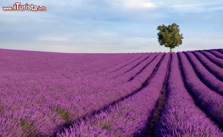 Immagine Campo di lavanda in Provenza, Francia