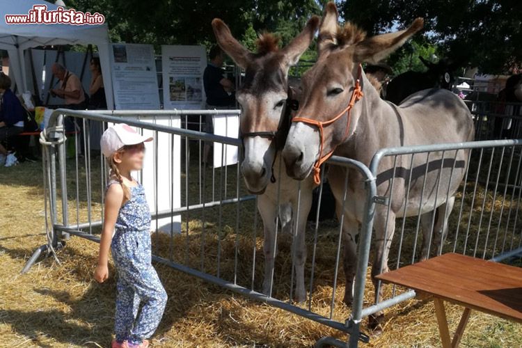 Fiera agricola del Santerno Imola