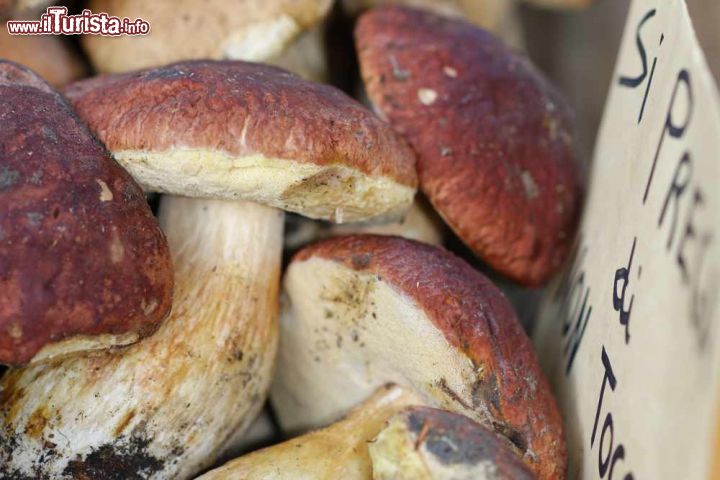 Immagine Il Boletus Edulis è il protagonisto assoluto della Fiera del Fungo Porcino di Albareto di Parma in Emilia-Romagna - © LEONARDO VITI / Shutterstock.com