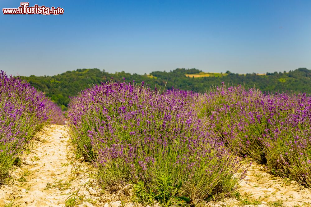 Immagine File di lavanda in fiore nelle campagne di Sale San Giovanni, provincia di Cuneo (Piemonte).