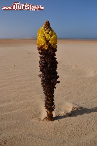 Immagine Fiore nel deserto, Dakhla: in mezzo al nulla del Sahara capita anche di trovare forme di vita straordinarie come questo fiore, a poche decine di metri dall'acqua della baia.