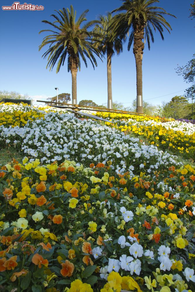 Immagine Fiori al Melbourne Botanical Garden, Australia. Questi giardini sono stati fondati nel 1846 e si estendono su 36 ettari che digradano verso il fiume con alberi, aiuole, laghetti e prati.